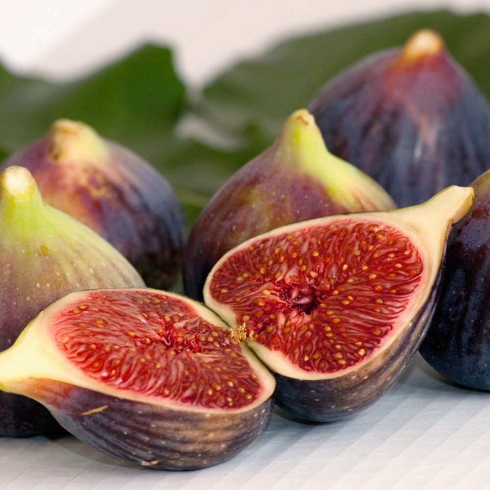 Fig Tree. Set of 4 starter plants.