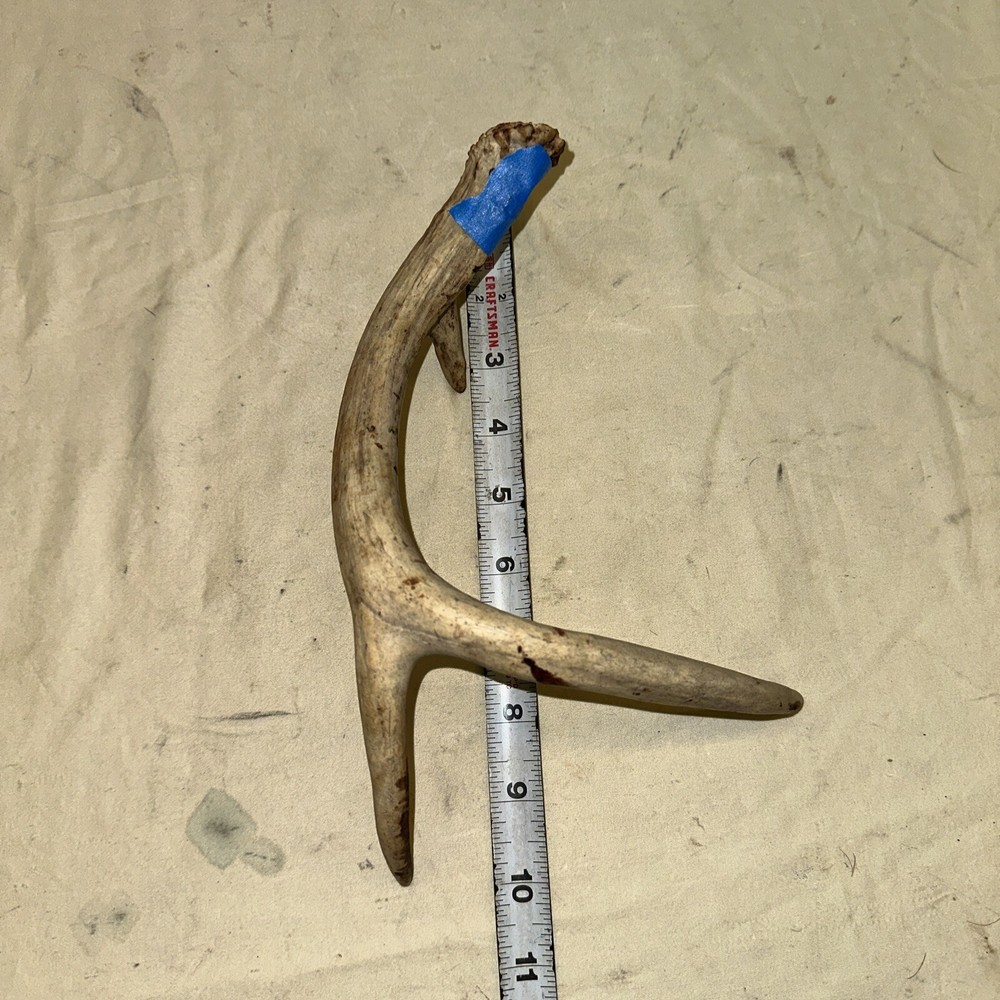 Single Whitetail Deer Antler Shed ~ 3 Points