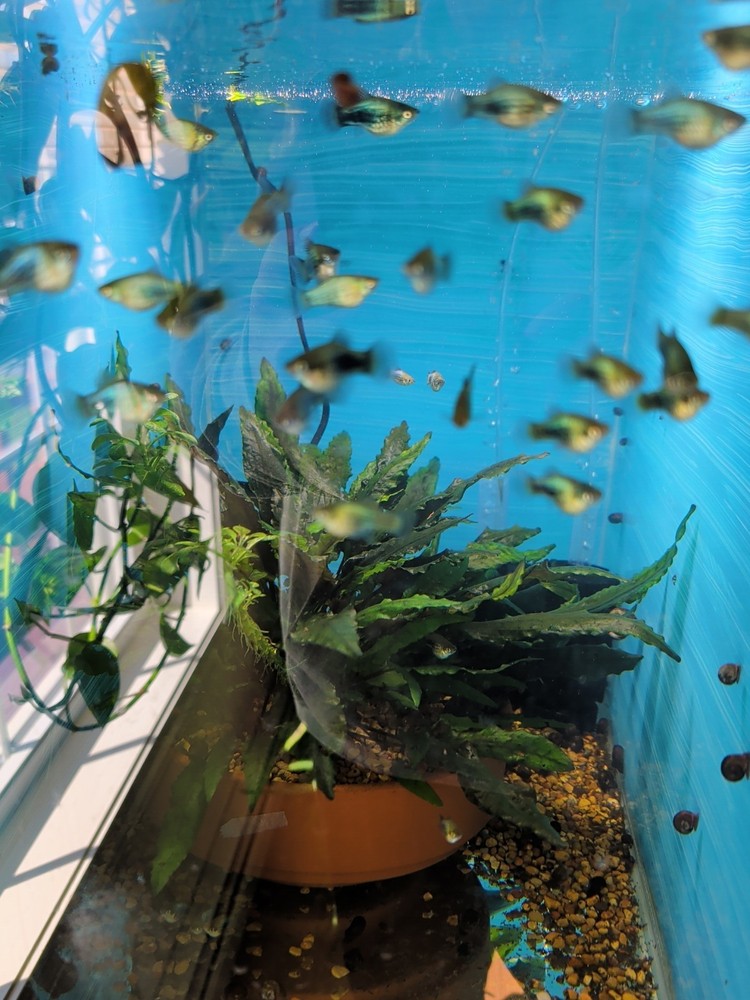 platy fish