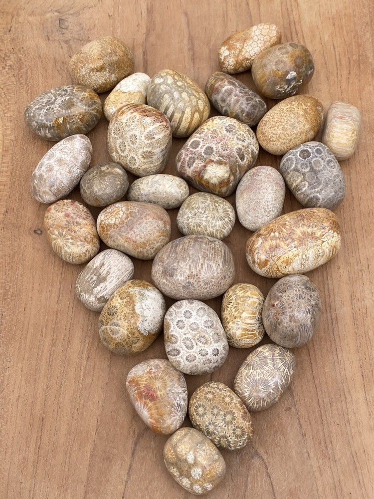 Fossilised Coral Tumblestone AAA+