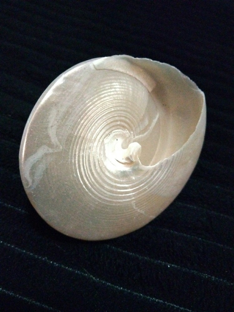 Pearl Trochus Shell 2"