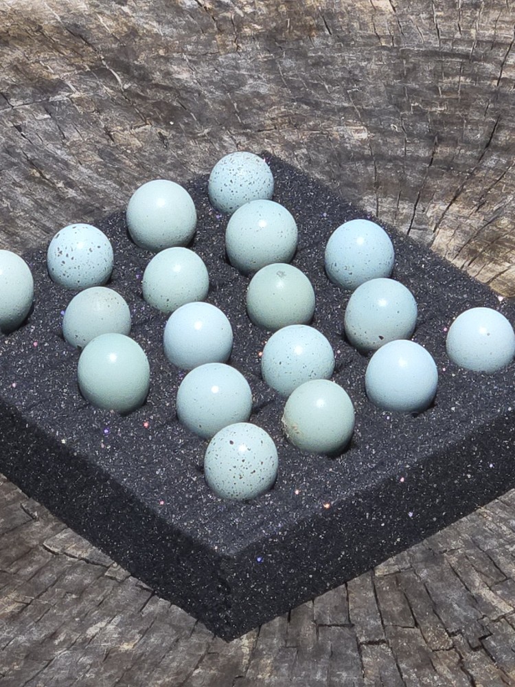 12+ Celadon Blue Coturnix Quail Hatching Eggs - 100% True Blue