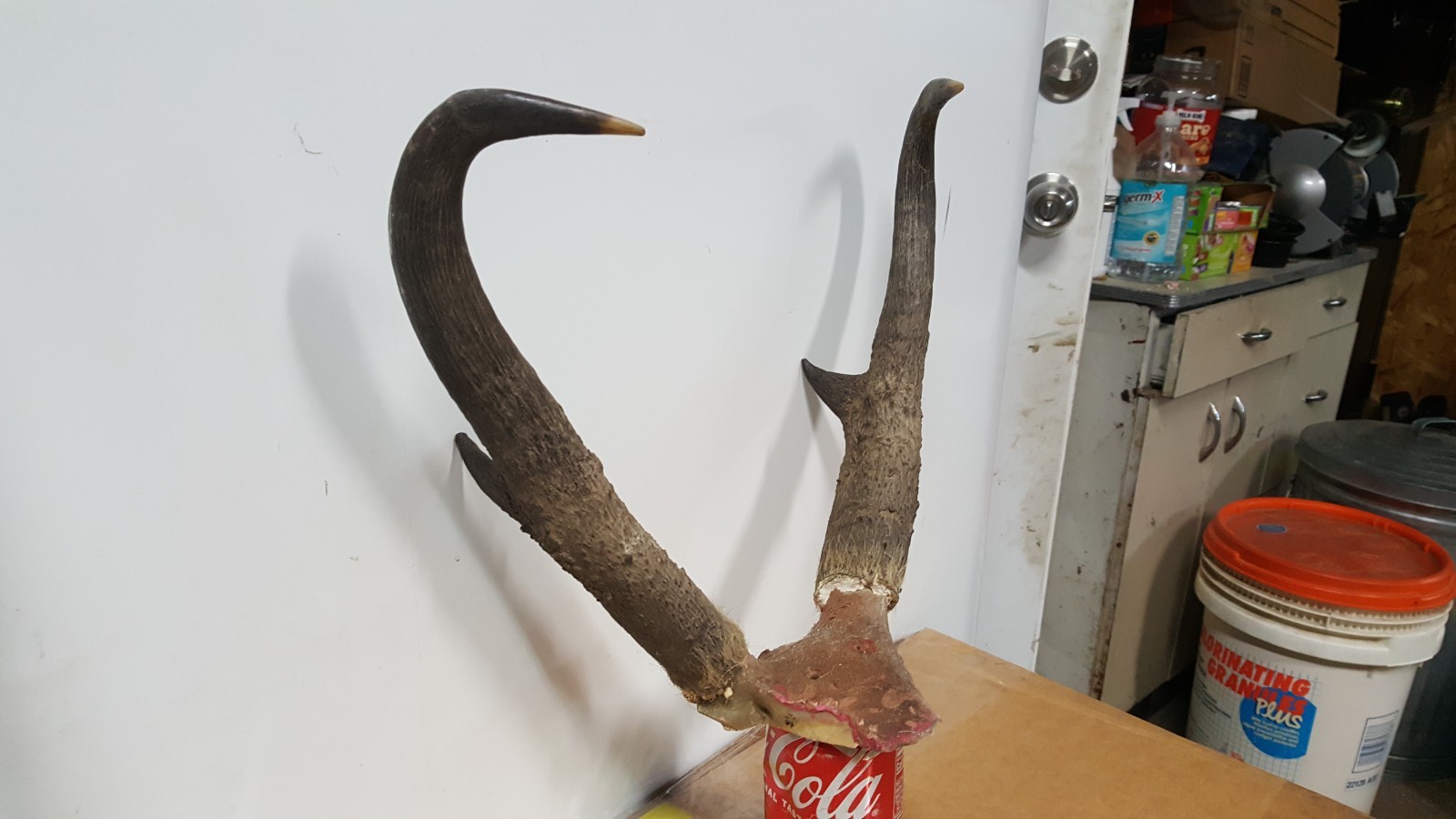 IVORY TIPPED 15+" TALL PRONGHORN ANTELOPE HORNS antlers mule whitetail elk deer