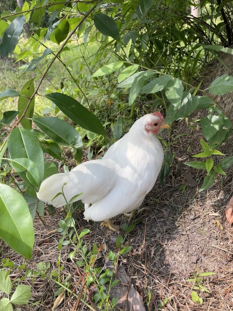 9 Serama Hatching eggs - Mixed Bloodlines