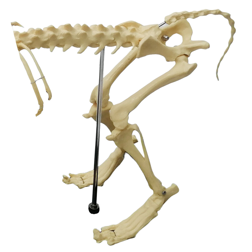 Canine Skeleton model Standard Size Dog Display Lab Study Veterinary Teaching