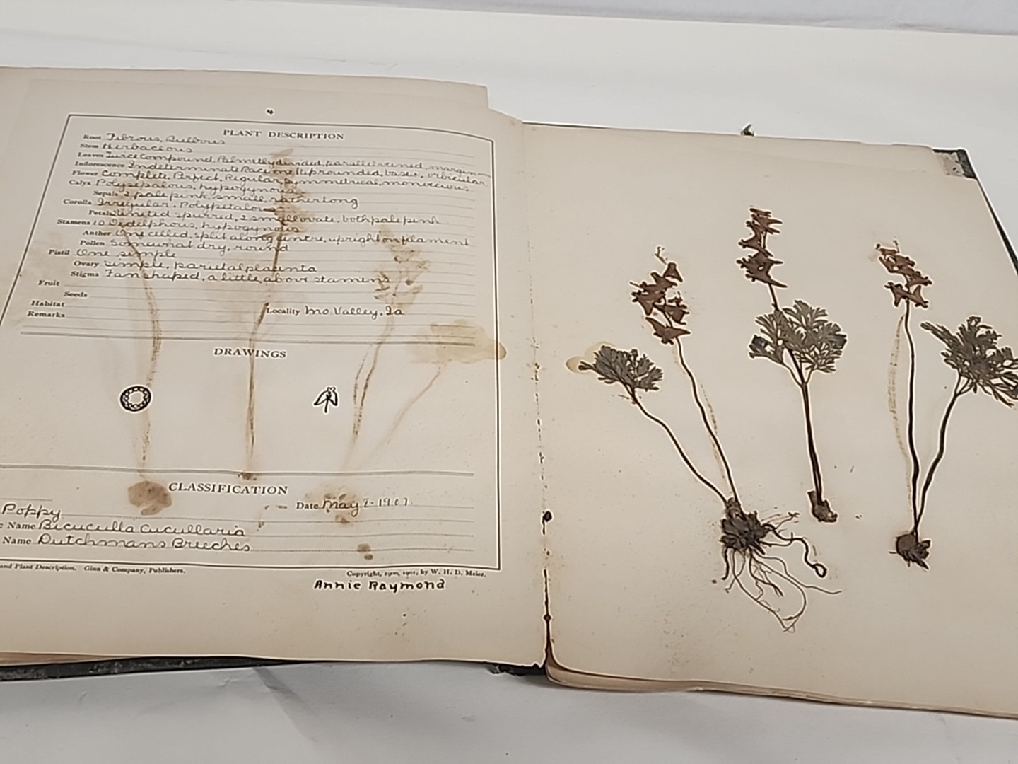 Antique HERBARIUM AND PLANT DESCRIPTIONS Meier Ginn And Company Complete 1907