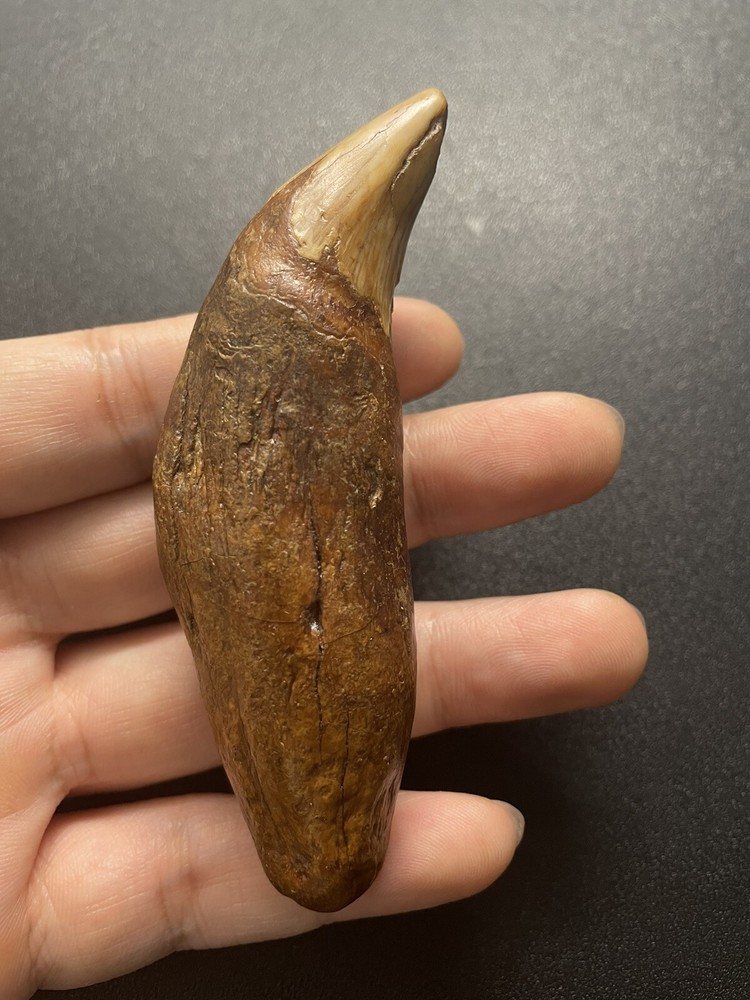 Cave bear tooth fossil