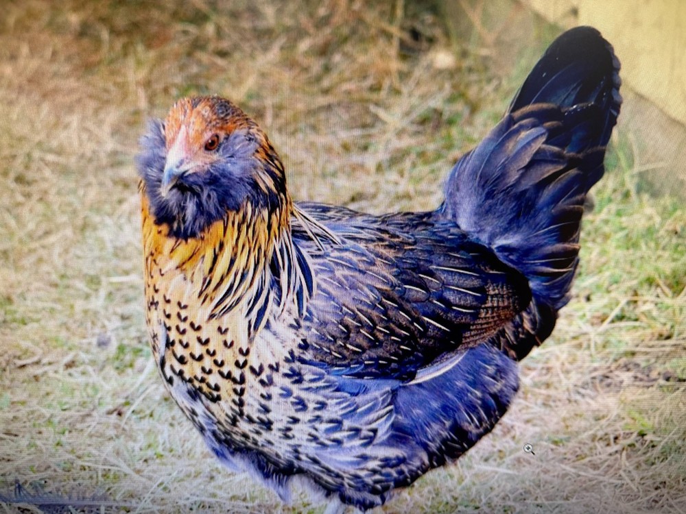 12 haching eggs (easter egger)