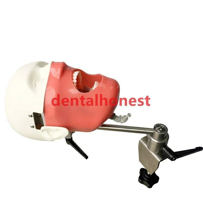 Dental Manikins Models Phantom Head Teaching Learning Dental Student Model