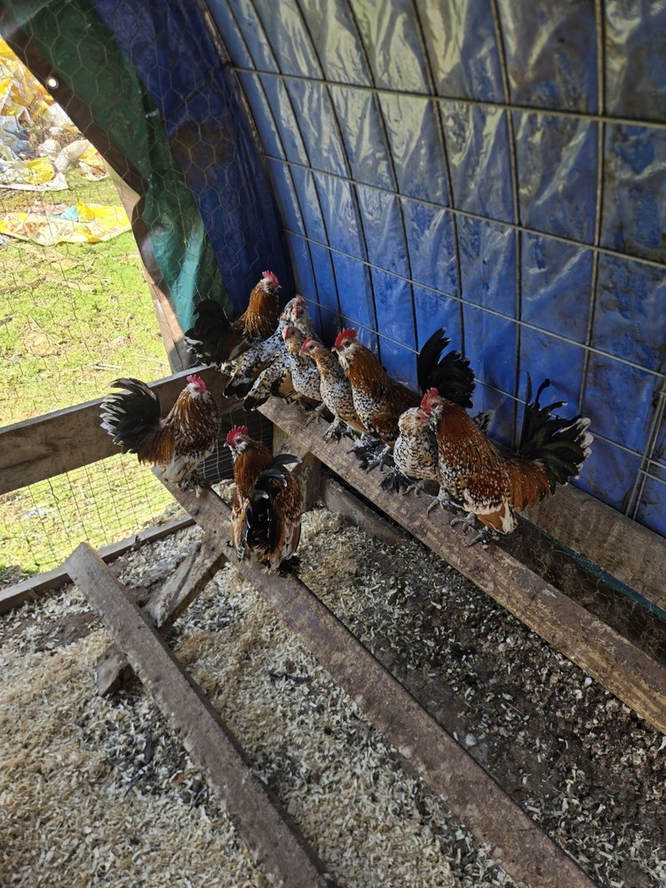 Millie Fleur D'Uccle Hatching 6 Eggs Plus 2 Extra
