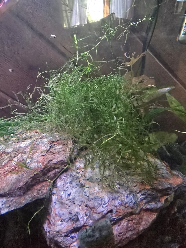 Java moss - 2oz cup