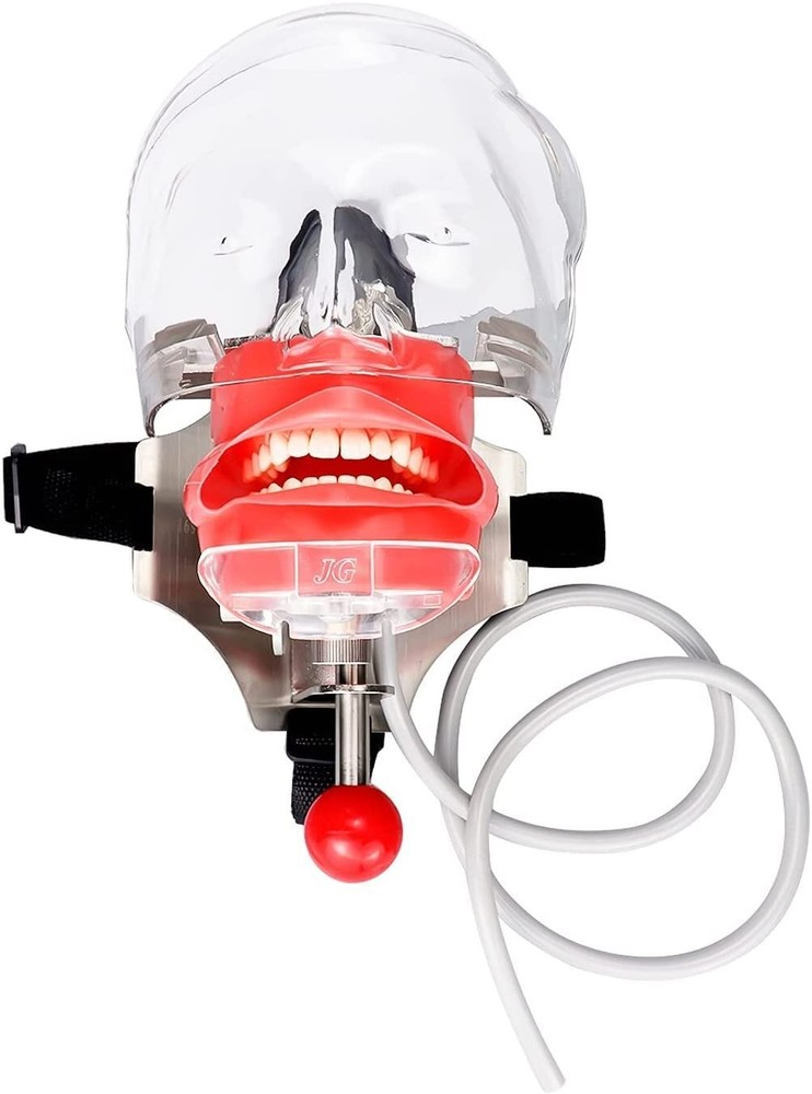 Dental Phantom Head Model Manikin Simulator Training Model 28pcs Removable Teeth
