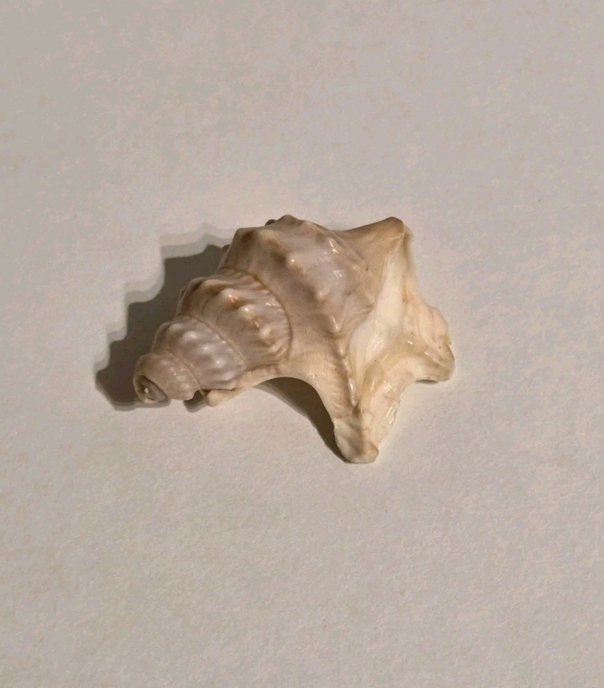 Pelicans Foot Shell Approx 1.5 Inches