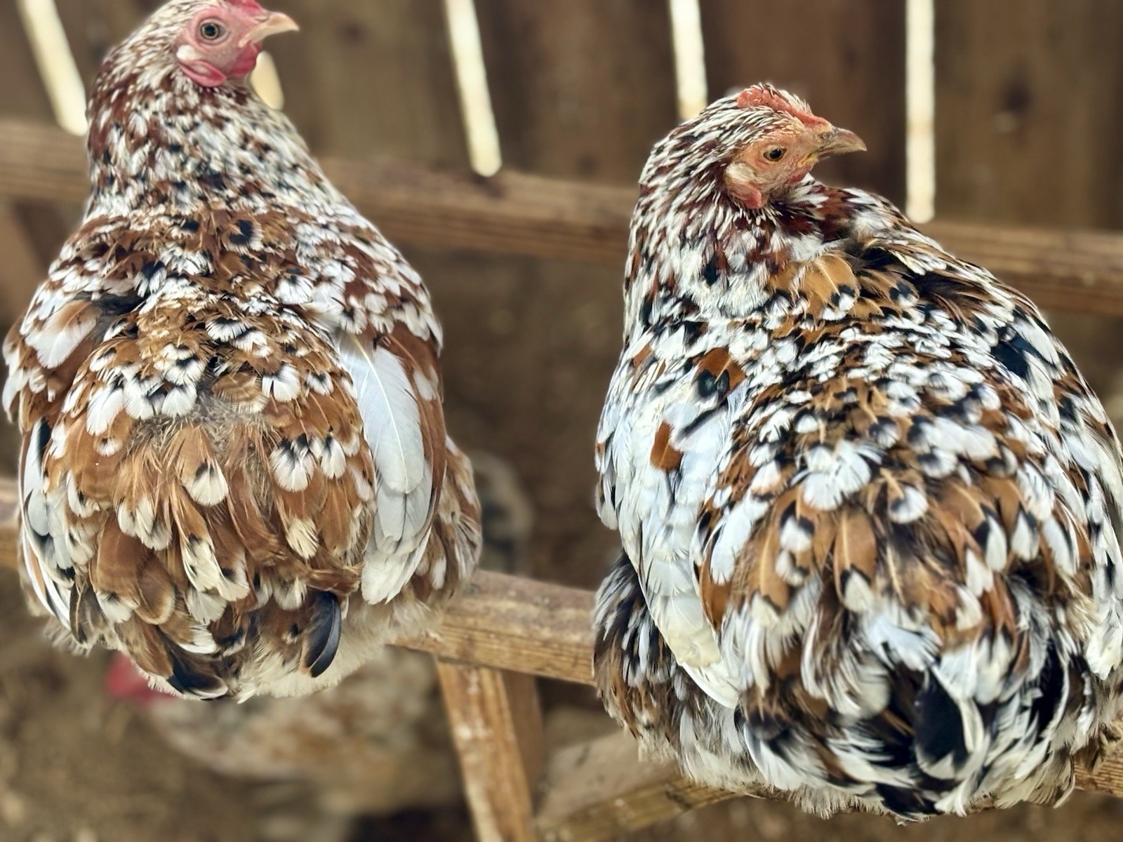 Dozen Mille Fleur Bantam Cochin Eggs