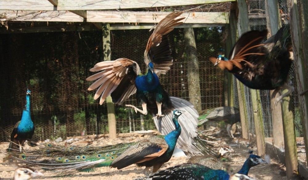 4 Peacock Hatching Eggs