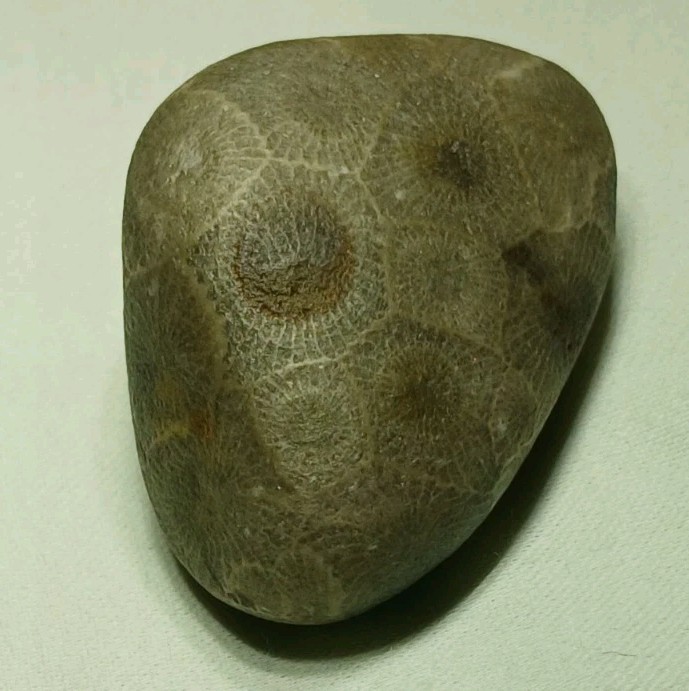 High Pattern Petoskey Stone Lot Natural Great Lakes Michigan Unpolished Fossils