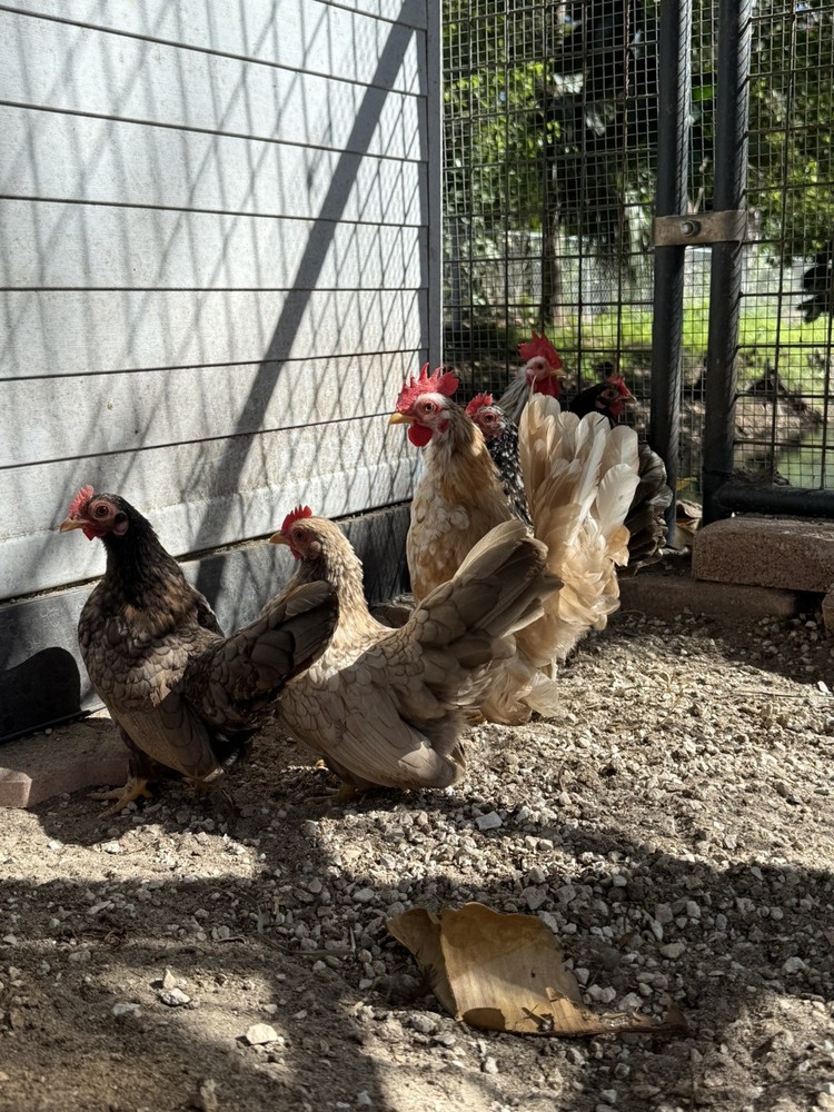 10+2 Serama Fertilized Hatching Eggs NPIP/AI CLEAN