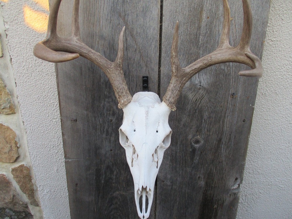 European Skull Mount Hangar / Skull Hook