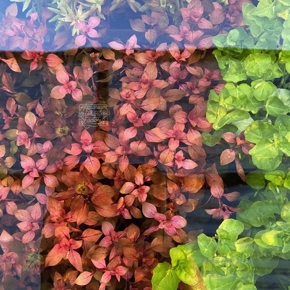 Ludwigia Super Red Mini | Bulk Pack
