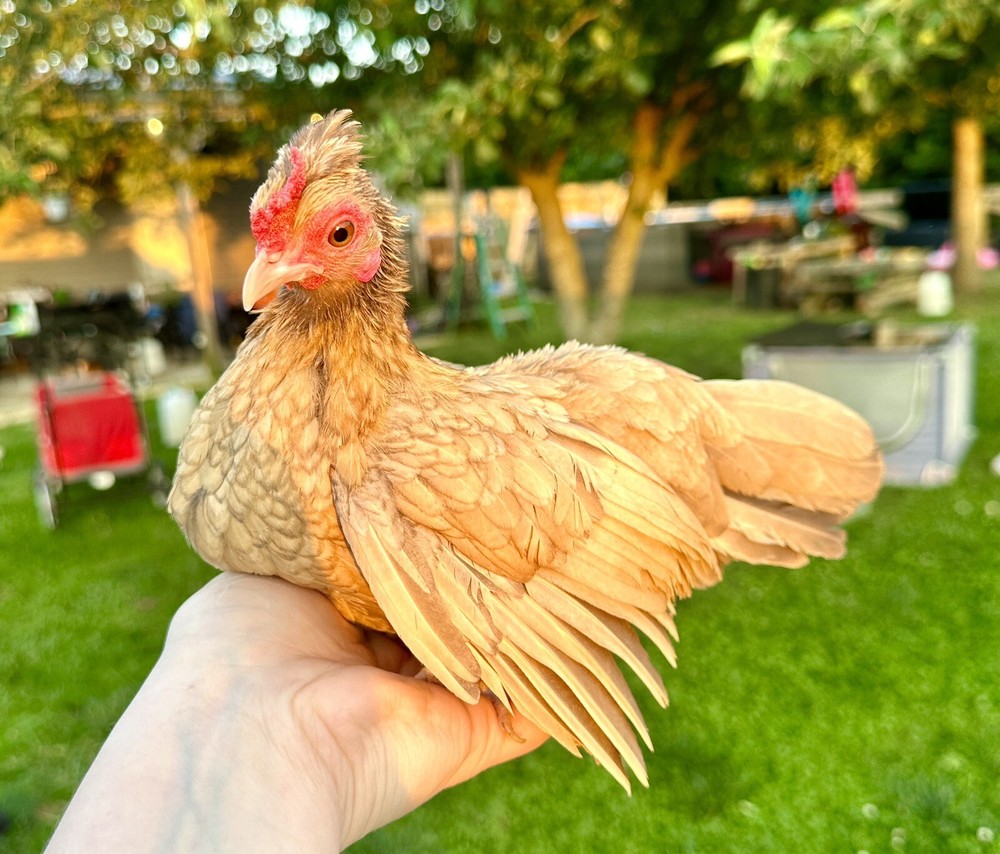 kikiriki hatching eggs 6++ PLEASE READ THE DESCRIPTION