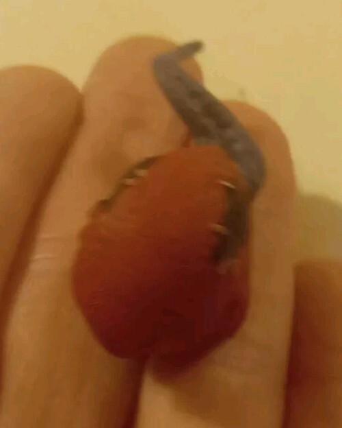 MARVEL LAGENDS VENOMPOOL BAF BUILD A FIGURE HEAD ONLY