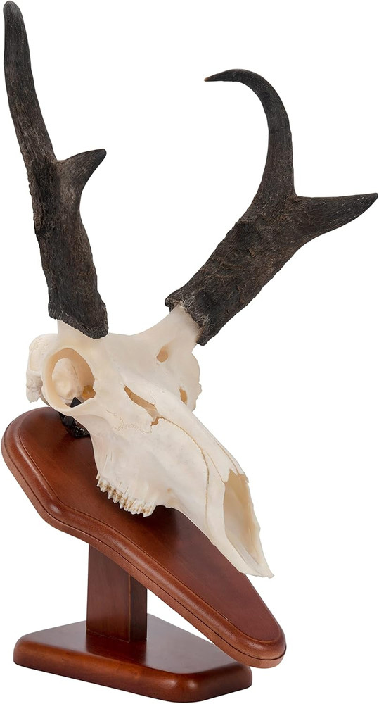 EZ Skull Mount Presentation Pedestal & Plaque