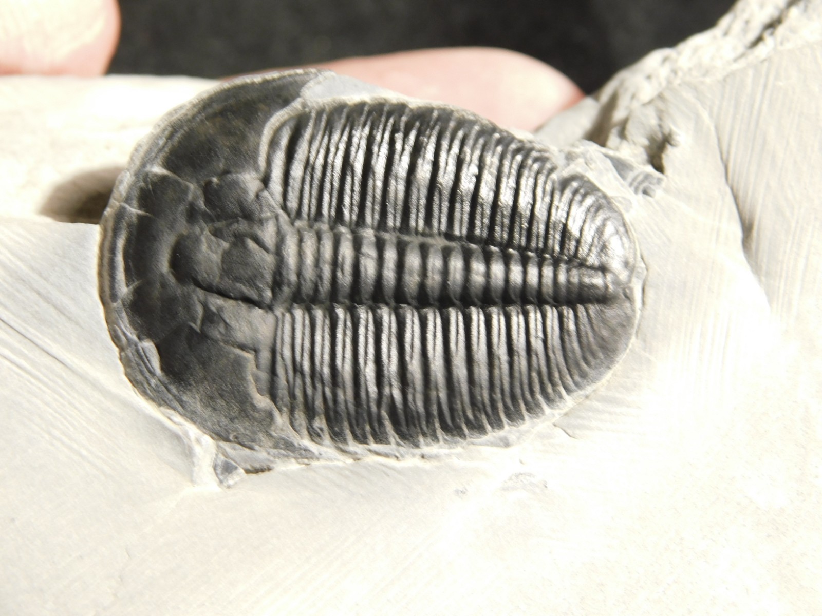 LARGER! NICE and 100% Natural TRILOBITE Fossil From Cambrian Utah 371gr *D
