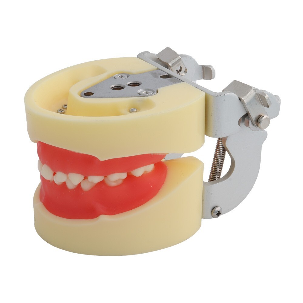 Children Deciduous Tooth Preparation Teach Model 24 Teeth Removable Replaceable