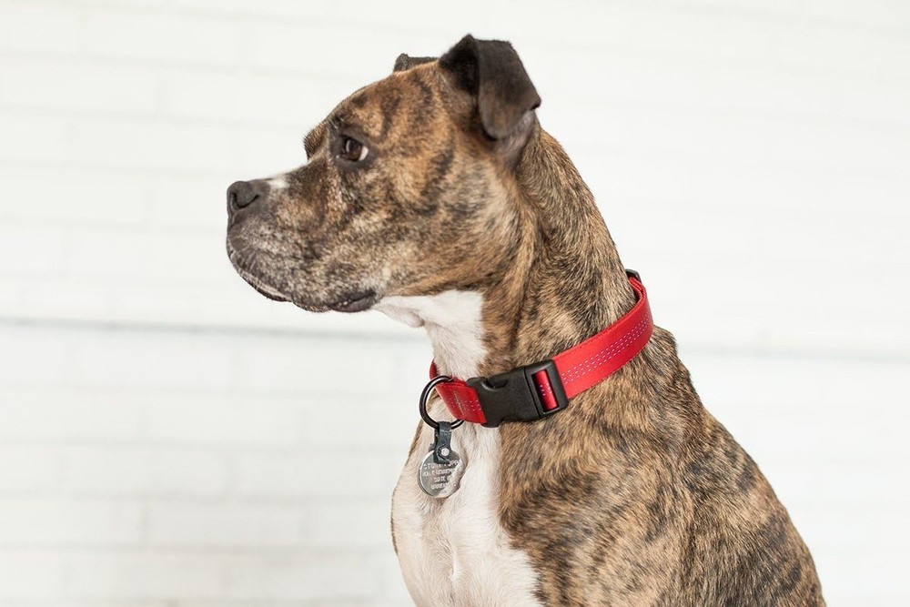 Universal Dog Tag Silencer & Connector in Graphite - Silent Playtime Solution