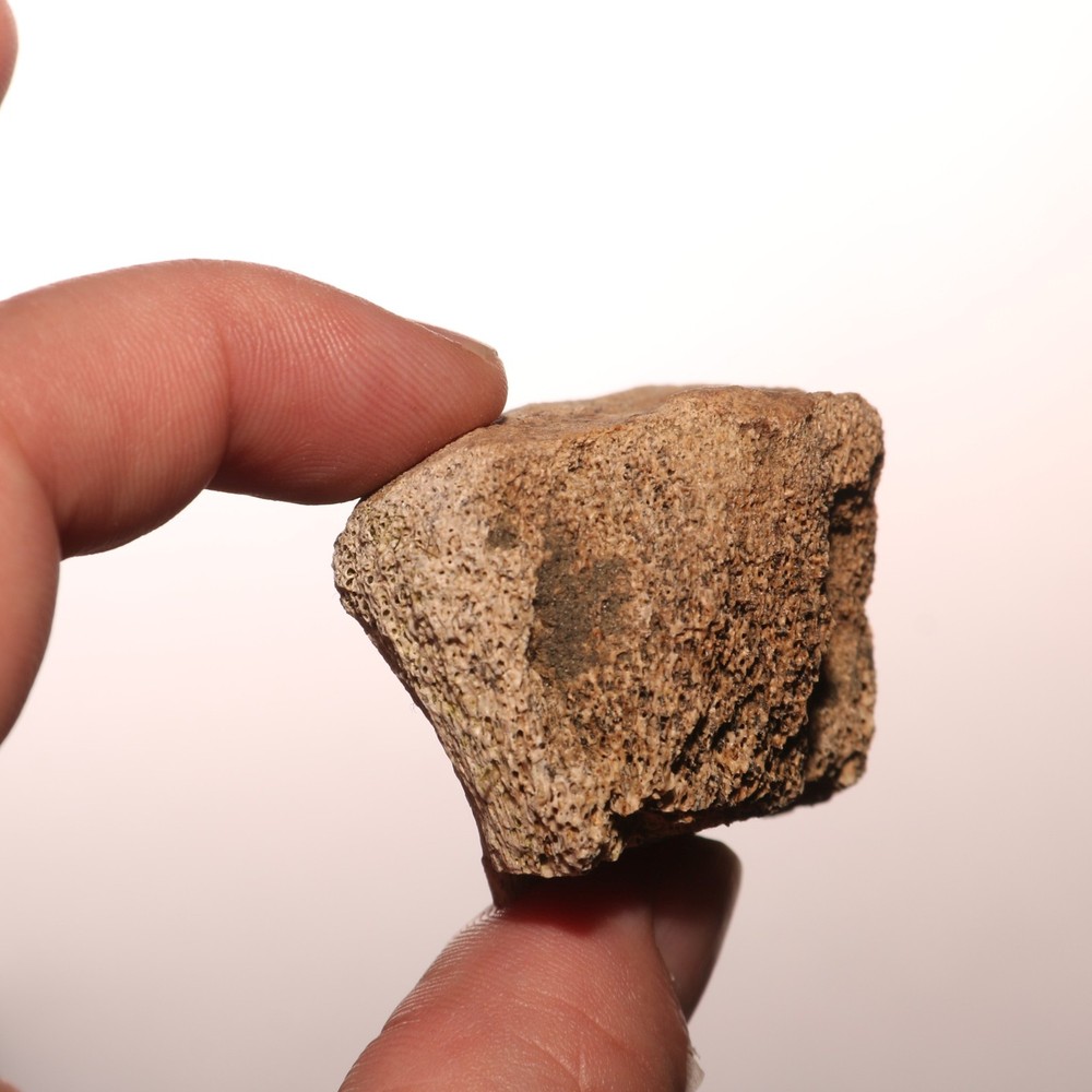 Dinosaur Vertebrae Partial Great Texture - CRETACEOUS Hell Creek Formation NICE