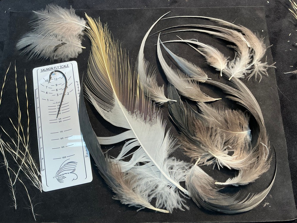 African Crowned Crane