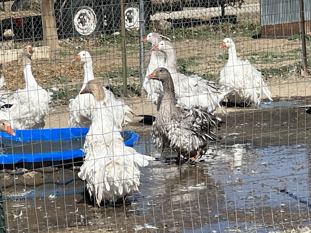 Sebastopol Goose Hatching Eggs