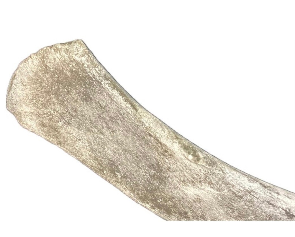 Very Large 44 Inch Fossilized Whale Bone