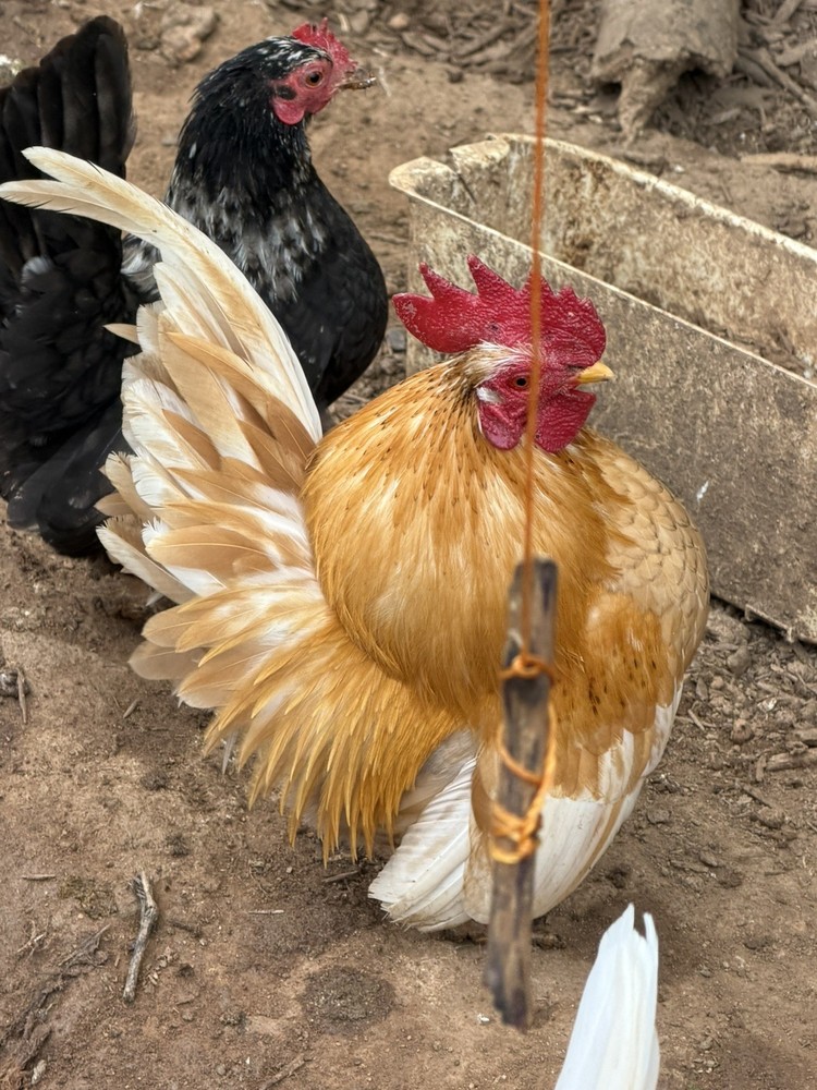 12+ 2 small Quality Serama Chicken Hatching Eggs