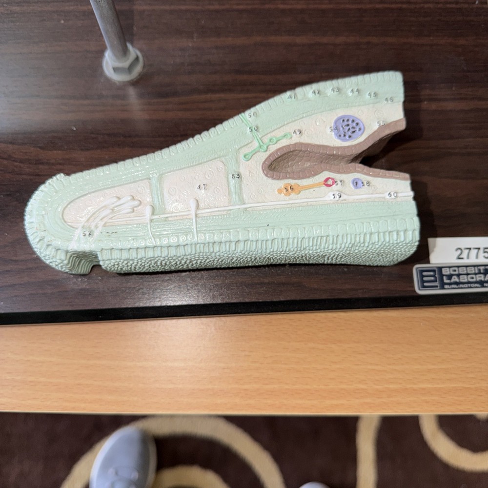 Anatomical Model Planarian Flatworm Bobbitt Laboratories