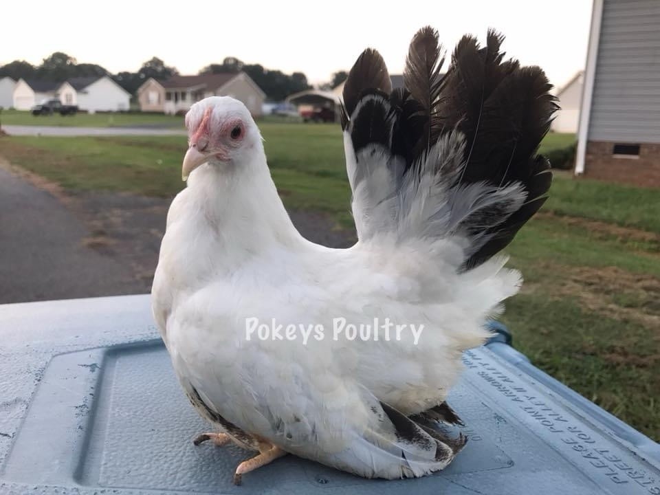 Japanese Bantam Assortment Hatching Eggs
