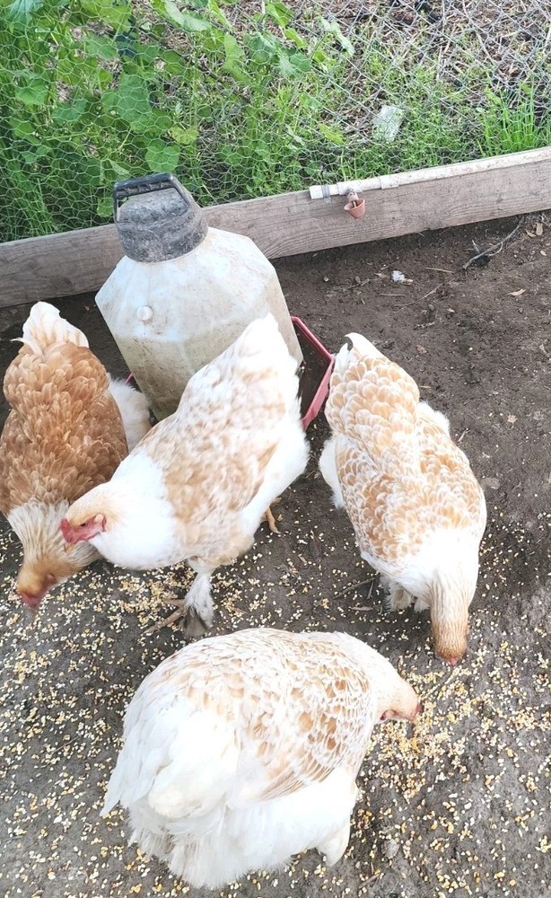 8+ Beautiful Buff Laced Brahma Hatching Eggs