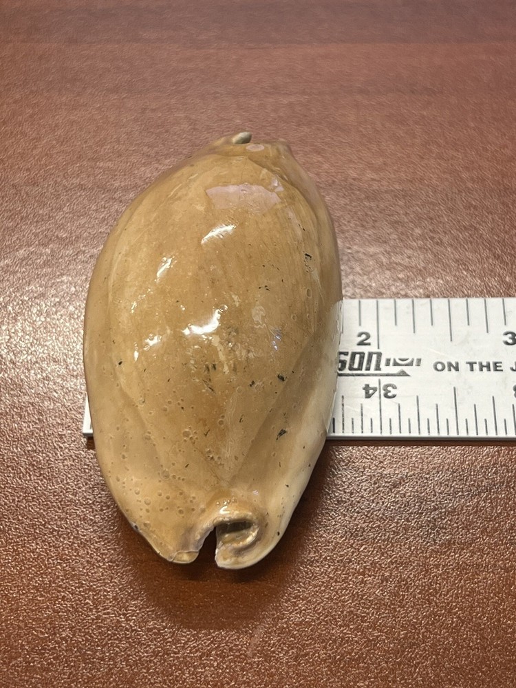 Fossilized Extinct COWRIE Shell From Central Florida, Pliocene Era.