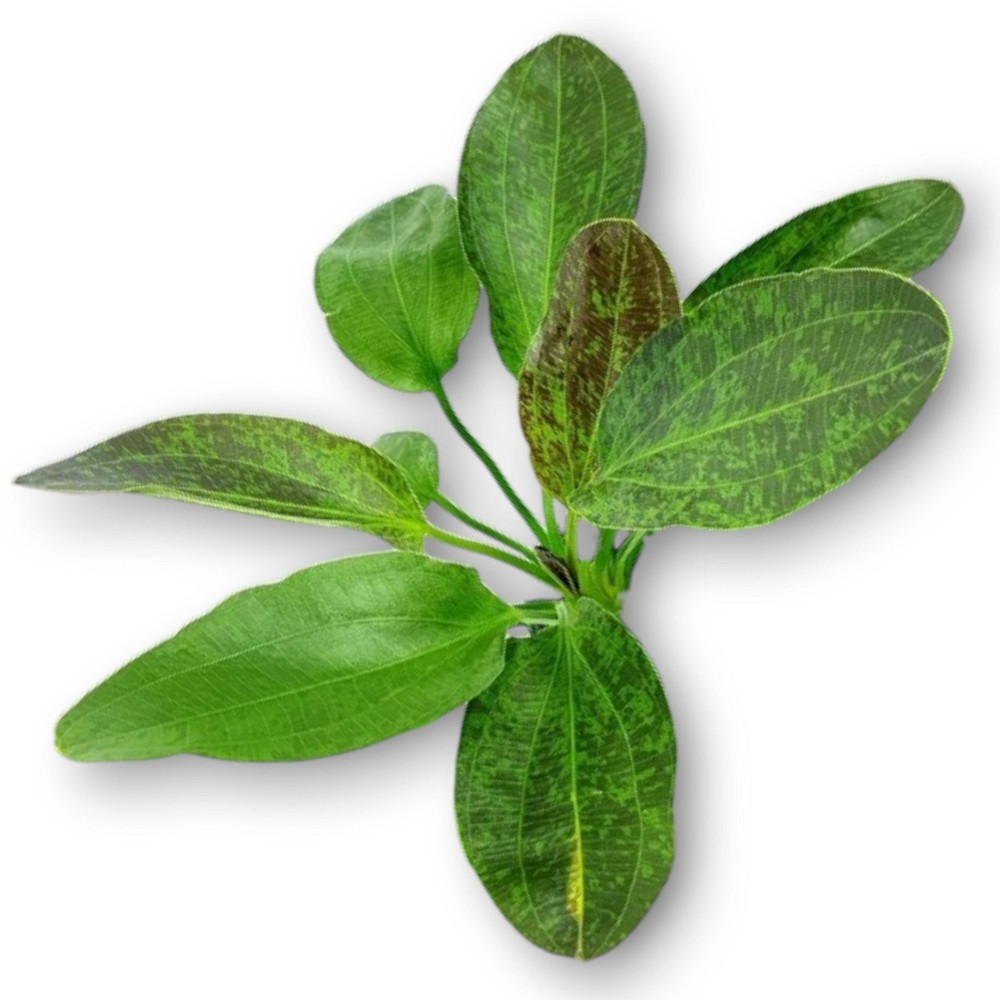 Echinodorus Green Flame