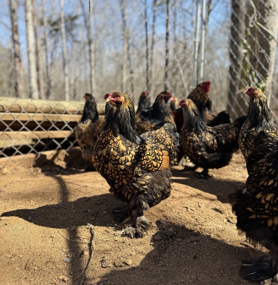 12++ Gold Laced Brahma Hatching Eggs