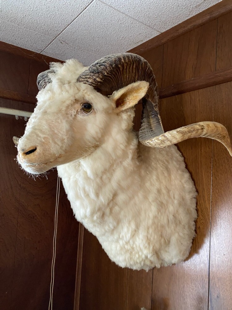 Ram Head Mount