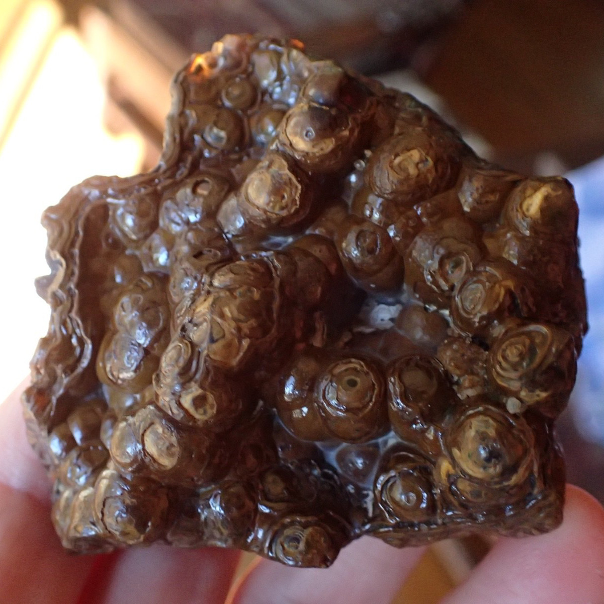 Botryoidal Fossil Coral Geode Fragment GA Agate Amber Display Sea Specimen WC51