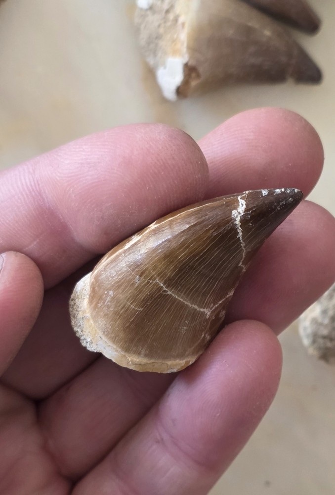 Mosasaurus Tooth Sp.