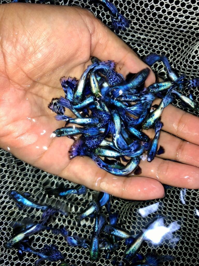 1 TRIO - Live Aquarium Guppy Fish High Quality - Ivory Purple Mosaic