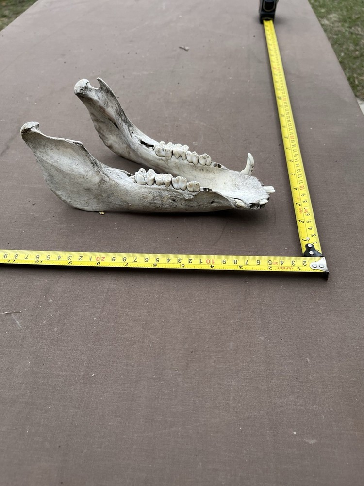 Real Lower pig hog Jaw Bone With Teeth