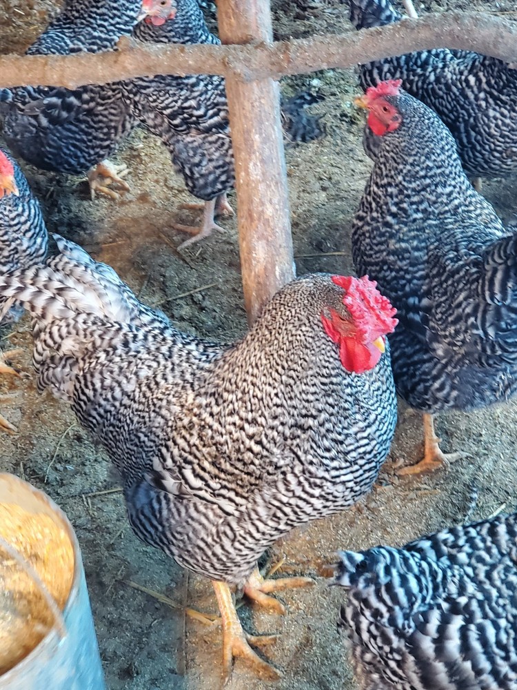 6 Dominique Hatching Eggs