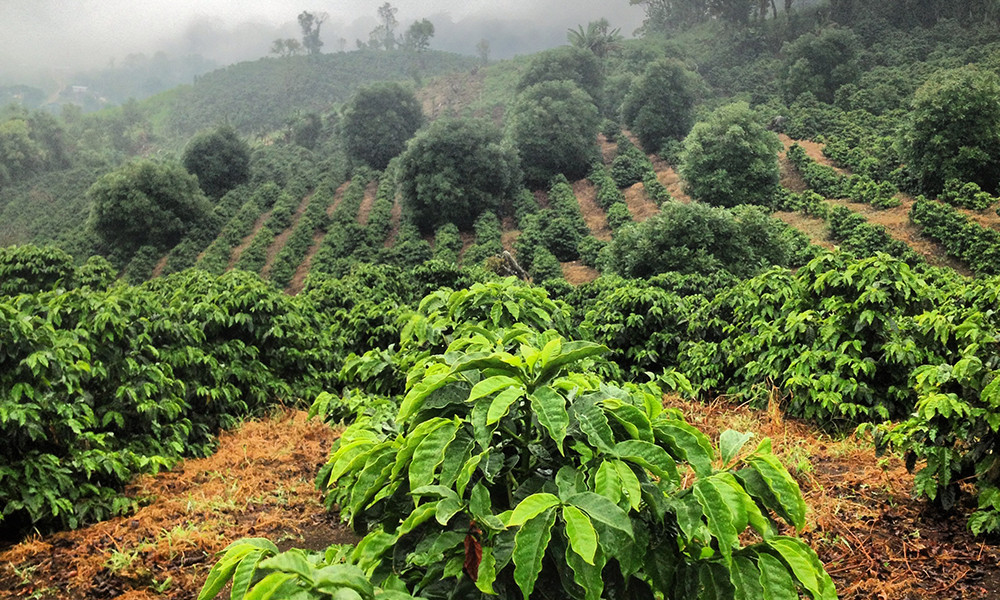 100% Hawaiian / Kona Coffee Beans Medium Roasted 12 Pounds 1 Pound Bags