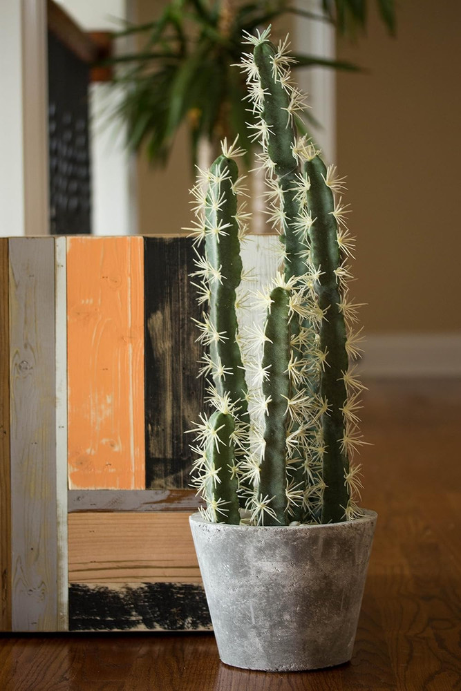 Decorative Cactus Garden with Cement Planter