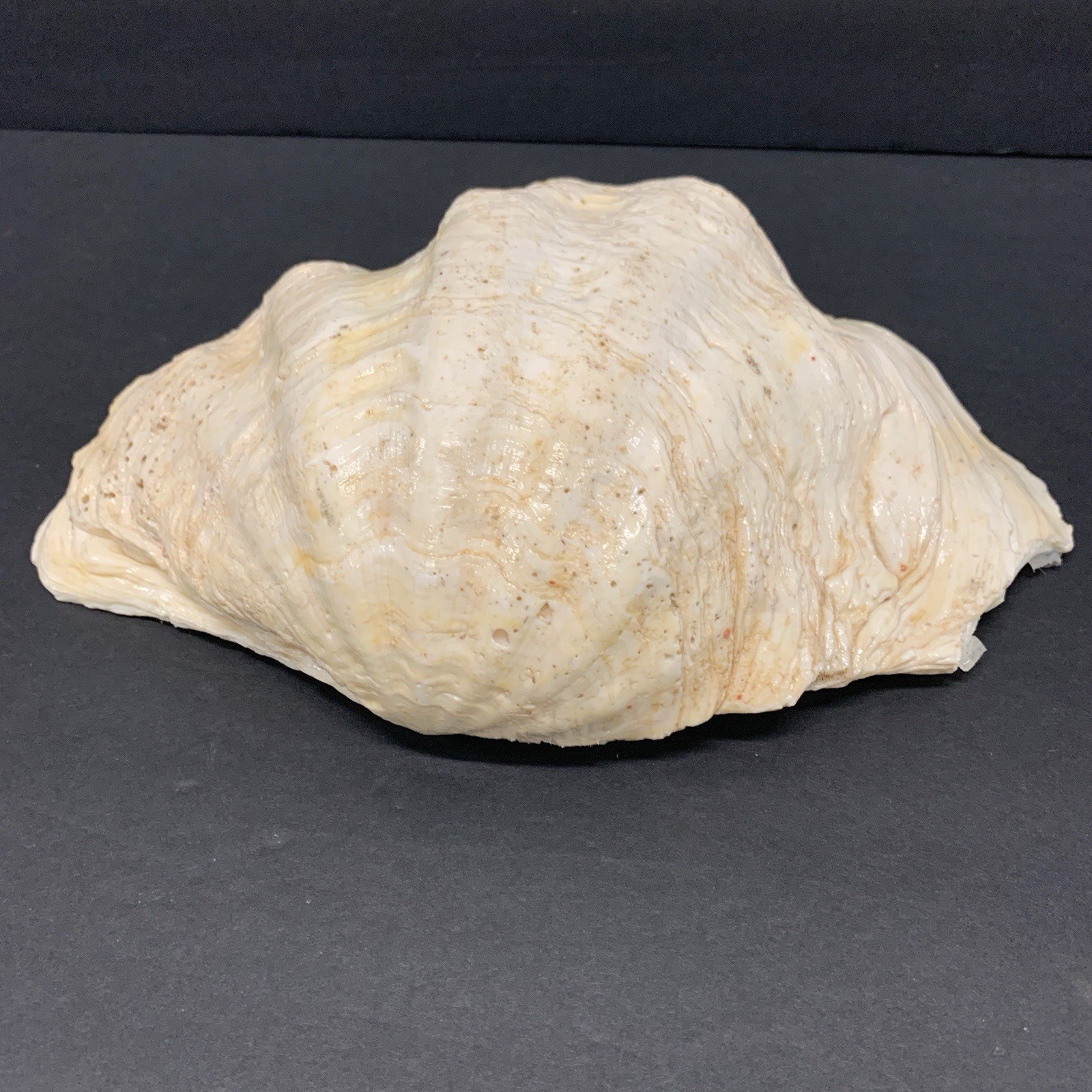 Tridacna Gigas Giant Natural Clam Shell - 11"x 7.5" 3.5lbs *Chipped* Vintage