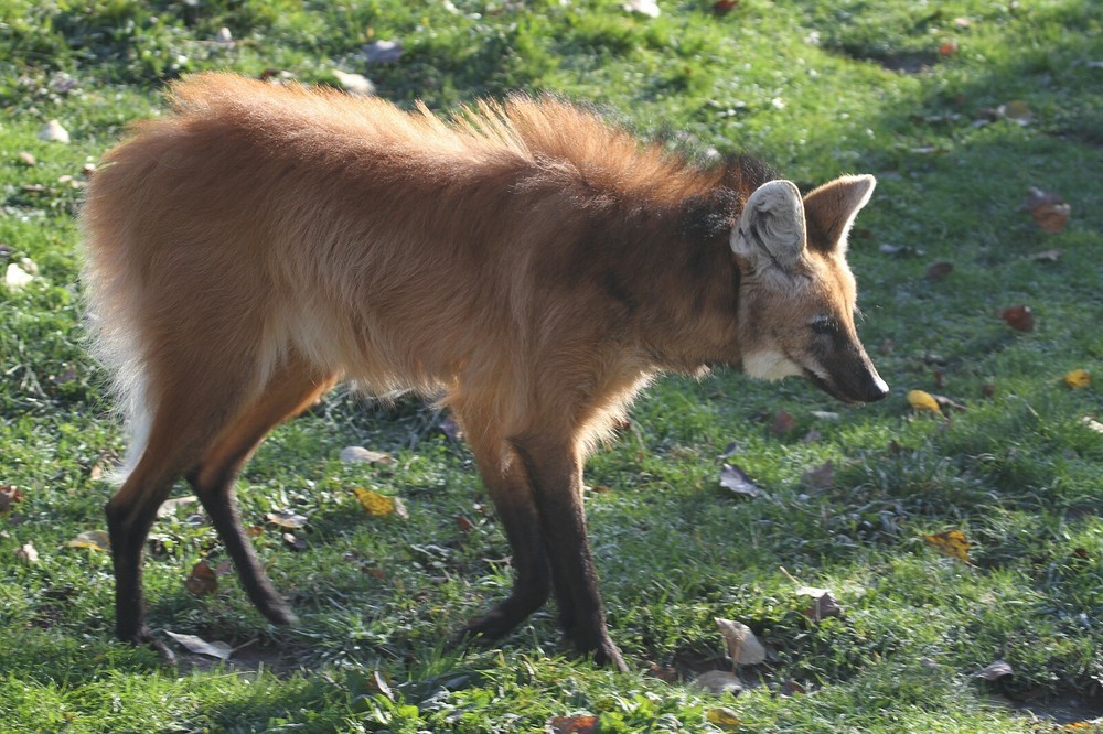 Maned Wolf Taxidermy Reference Photo Cd